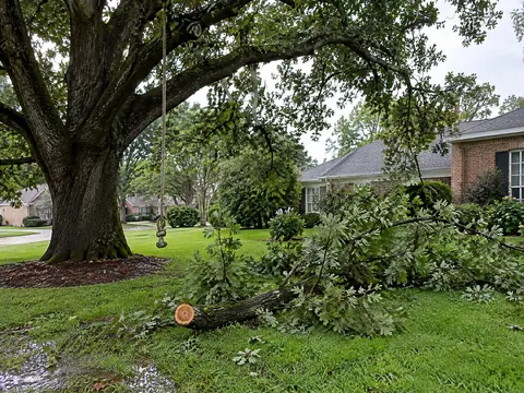 Large oak with a climbing rope and a cut limb on the lawn after a storm